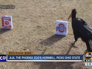 Phoenix Zoo's Southern ground hornbill makes pick in Fiesta Bowl!