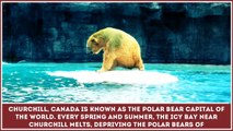 Interesting Facts about Polar Bears – Educational Video for Kids and School Learning