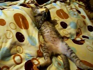 Cat Licks Ice Cream Cone