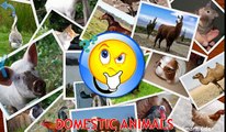 Animals for Kids   Domestic Animals for Kids   Learn Animals   Animals in English