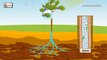 Photosynthesis   Photosynthesis in plants   Photosynthesis - Biology basics for children   elearnin