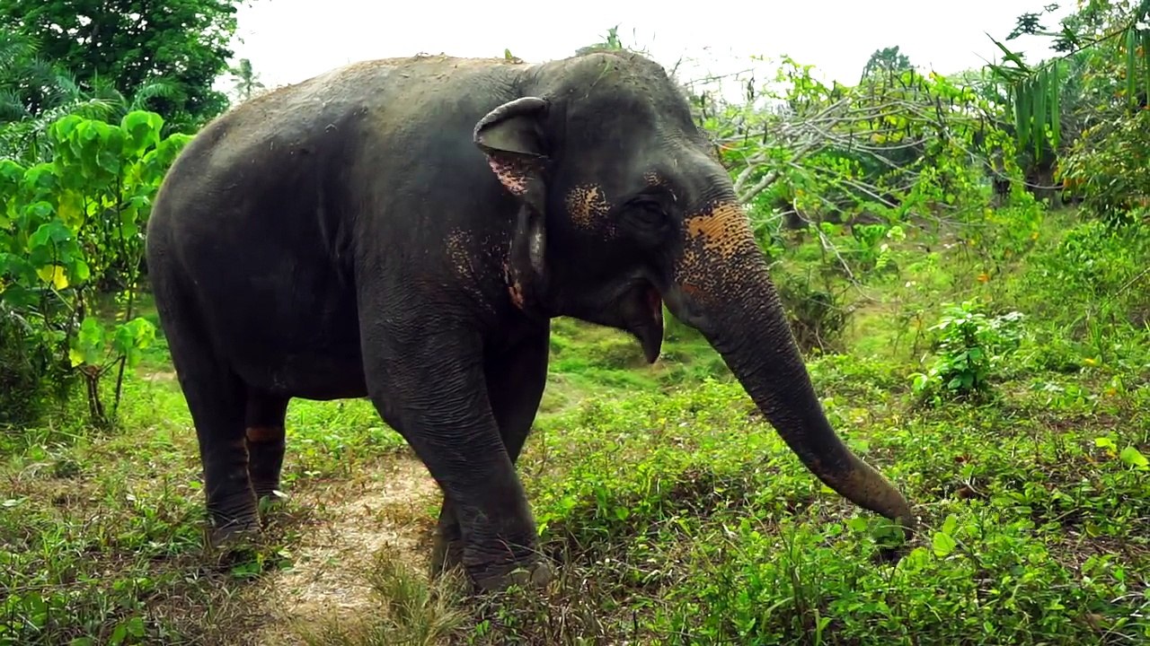 Children's Wild Animal Identification Video   Educational Video for Kids