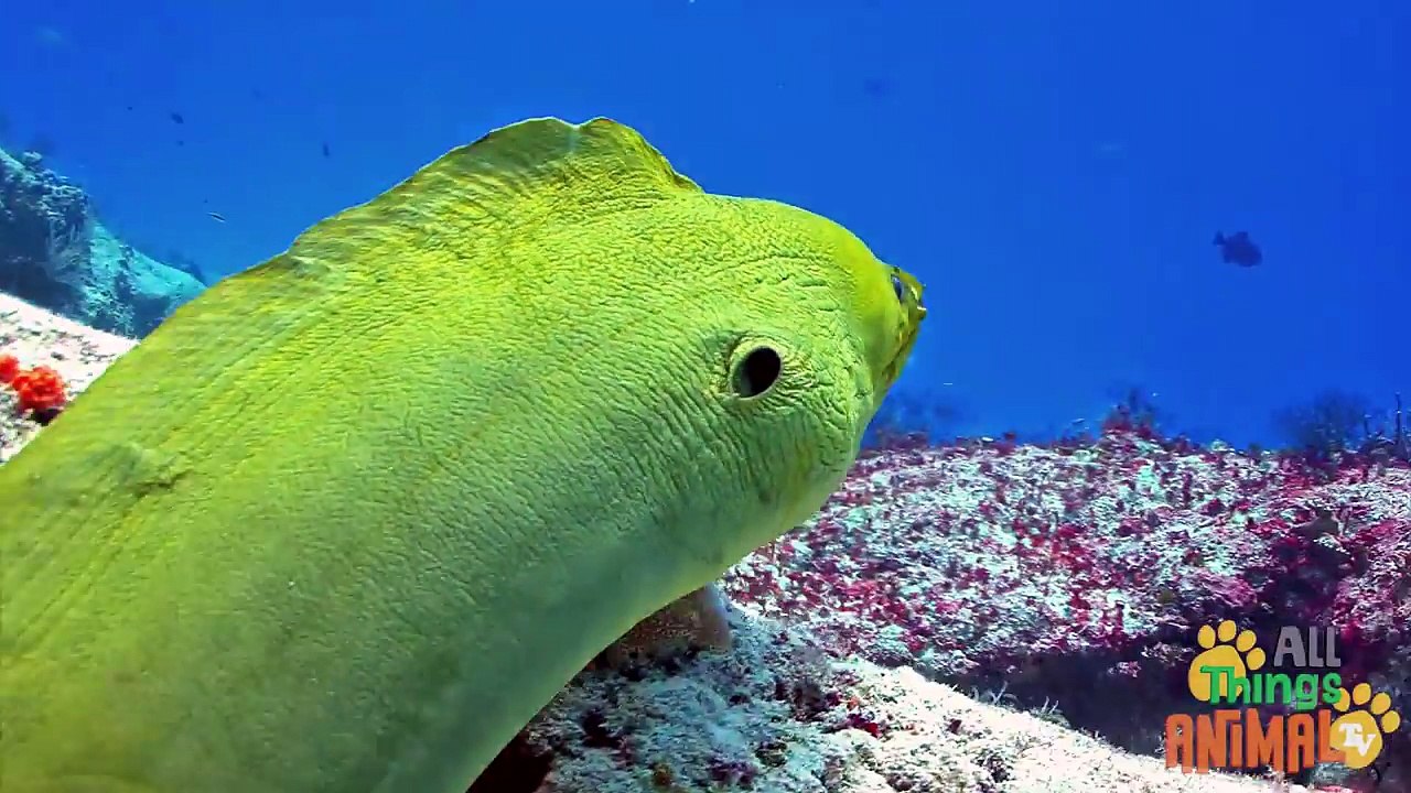 EELS   Animals for children. Kids videos. Kindergarten   Preschool learning