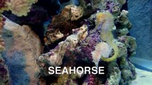 Sea Animals for Kids   Sea Animals Videos for Children Part 1   Learn to Spell Sea Animals Names