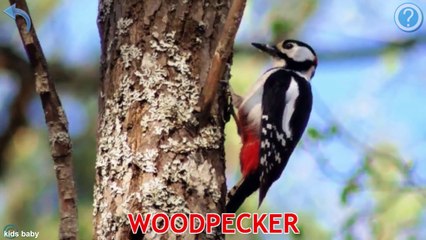 Water Animals,Bird Animal Names and sounds for children Learn Animals