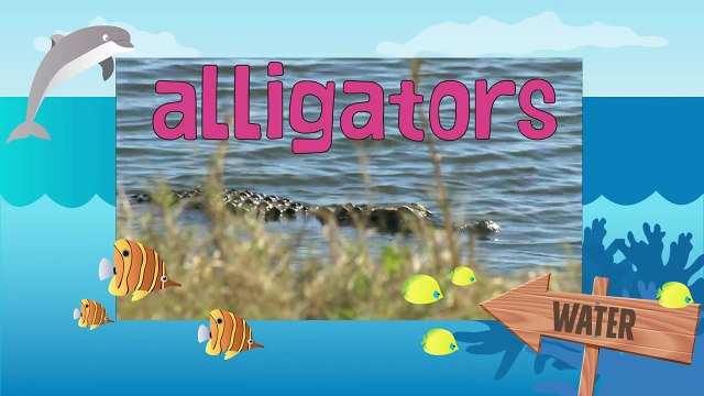 ALLIGATORS Animals for children. Kids videos. Kindergarten Preschool learning