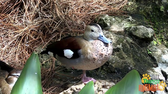 DUCKS Animals for children. Kids videos. Kindergarten Preschool learning