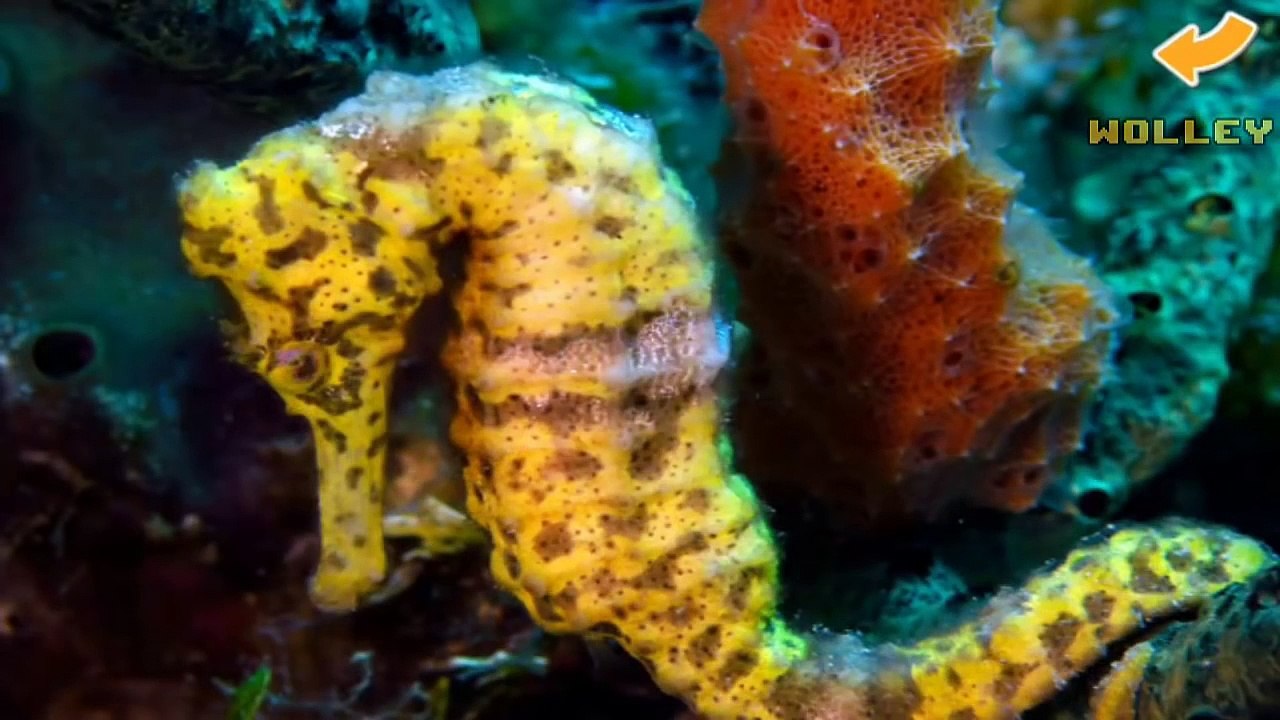 Kids Learn Sea Animals - Kids Explore and Learn Sea Animals with Brainster Media Educational Games