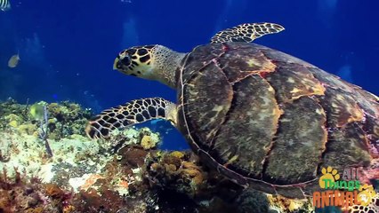 SEA TURTLES. Animals for children. Kids videos. Kindergarten   Preschool learning