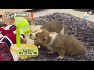 초보 개아범 주병진! 웰시 삼둥이에게 첫 교육!_채널A_개밥주는남자 3회