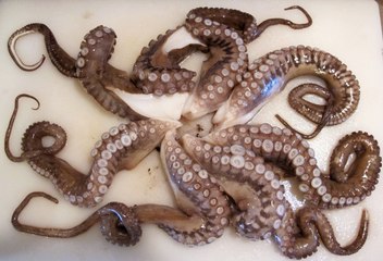 Processing skills giant live octopus.