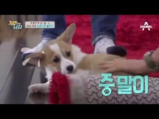 주병진바라기 대중소! 김경식 등장에도 아빠만 졸졸_채널A_개밥주는남자 6회