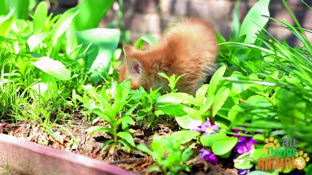 CATS Animals for children. Kids Videos. Preschool Learning.