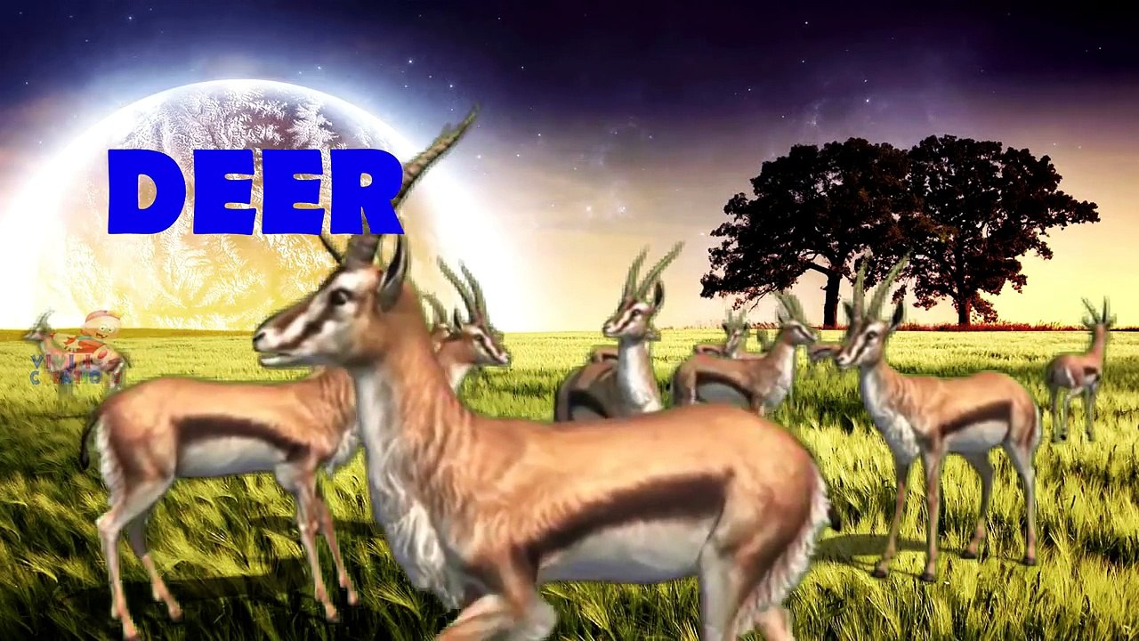 African Wild Animals   Learning Wild Animals Sounds and Names for Kid in English   Lion, Elephant ..