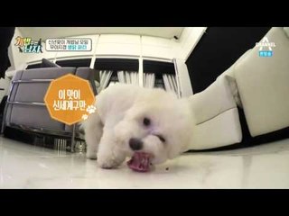 대중소, 해피, 춘향이의 생닭 파티 현장! 소리 대박_채널A_개밥남 7회