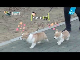 [예고] 웰시코기 삼둥이 대중소! 견생 첫 바깥 구경기_채널A_개밥주는남자 8회