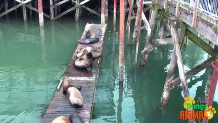 SEA LIONS- Animals for children. Kids videos. Kindergarten   Preschool learning