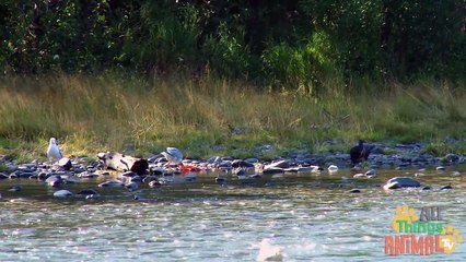 SEAGULLS   Animals for children. Kids videos. Kindergarten   Preschool learning