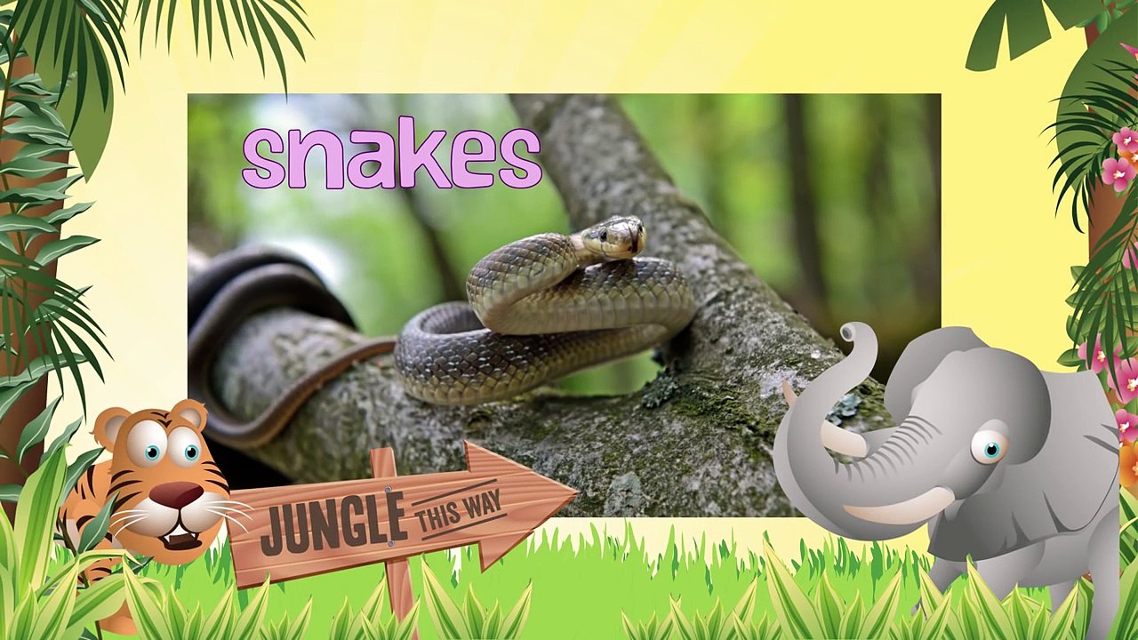 SNAKES- Animals for children. Kids videos. Kindergarten   Preschool learning