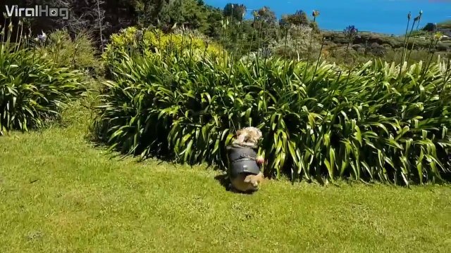 Ce propriétaire de chien a trouvé le moyen de plus s'embeter à jouer avec l'animal