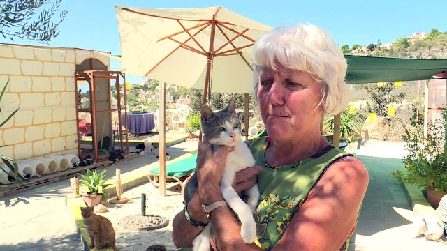 A Chypre, le défi de nourrir des chats en surpopulation