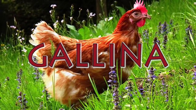 animals in Spanish for kids. learn the names of animals in Spanish for children.