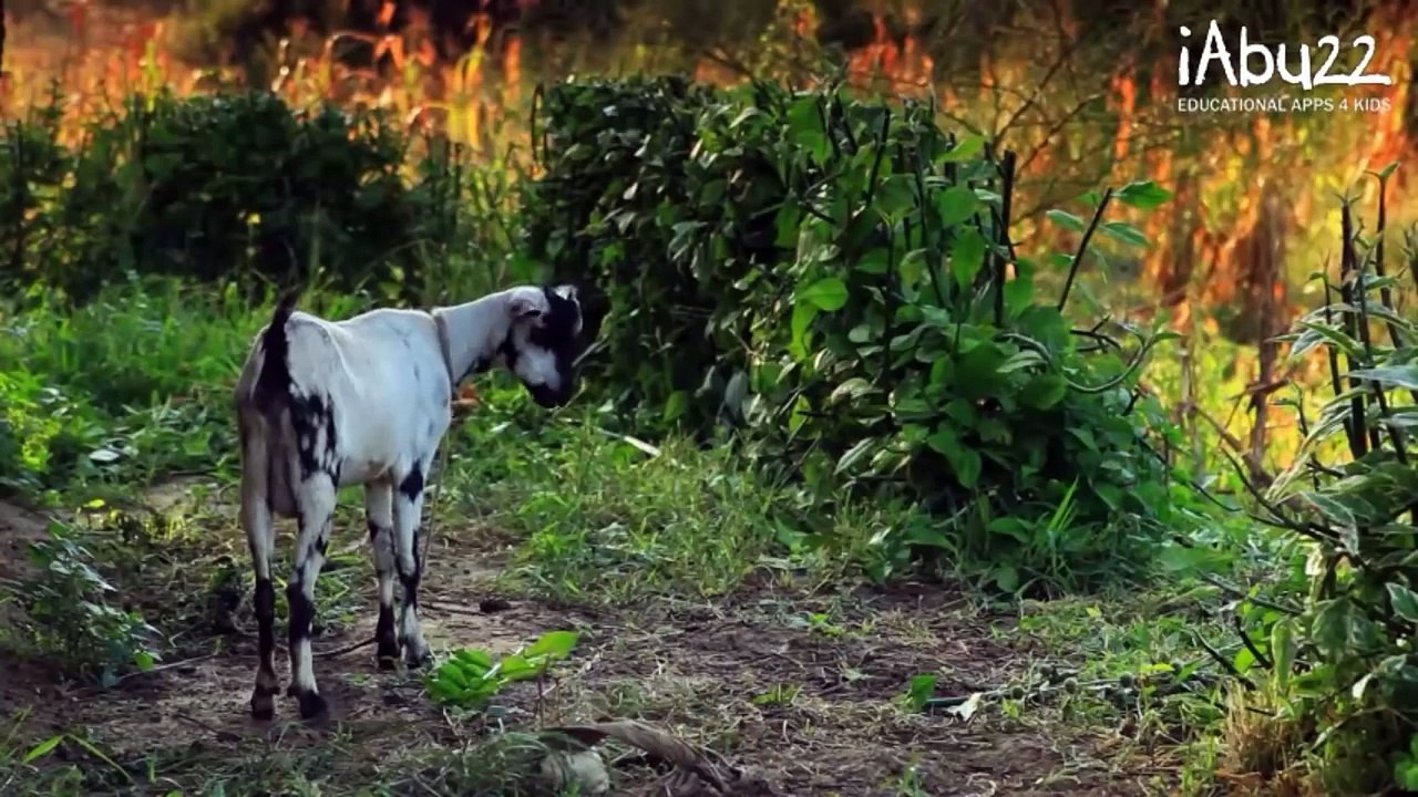 Baby Learn About Farm Animals - Real Video Of The Animals - Animal Puzzles For Kids and Toddlers