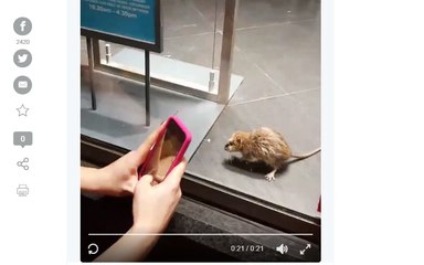 Rato 'desfila' na montra de uma loja da Primark Vídeo tornou-se viral nas redes sociais.