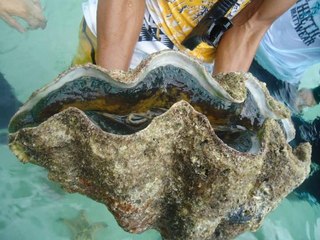 Opening giant clam of pyramid snails.