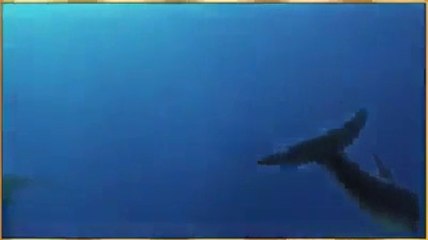 The dog save by dolphin in the sea