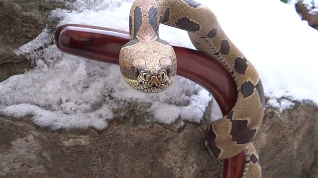 Il sculpte un serpent plus vrai que nature dans une canne en bois