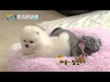 사랑꾼 양세형 표 강아지 이유식 & 옥희독희 러블리 먹방!