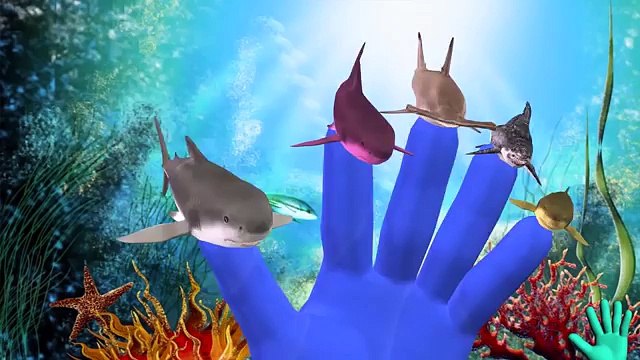 Sharks Finger Family Rhymes | Sharks Attack Animal Finger Family Rhymes for Children & Kids