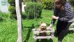 Cute Dogs in Swings Compilation 2015