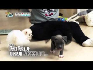 심장 바스러질 준비해! 옥희독희의 공주님 st 스완 룩 패션쇼!