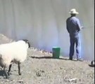 Koyun Balık Tutan Adama Saldırıyor