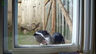 Funny Animals Licking Windows Compilation 2015