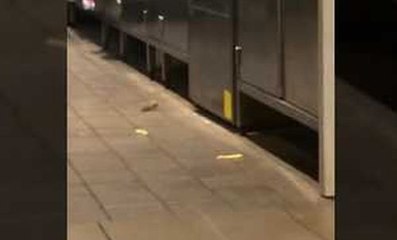 Des souris dans les cuisines d'un mac do en Australie !