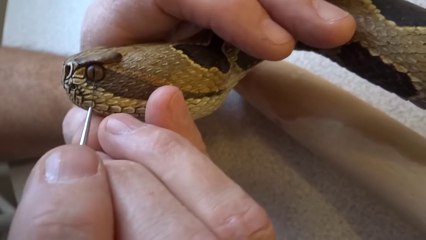 Ce sculpteur fabrique un serpent plus vrai que nature dans une canne en bois