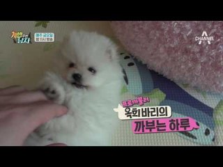 [웹오리지널] 양세형 똑닮은 프로까불러 포메라니안 #옥희