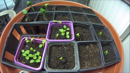 Timelapse Germination Interieur