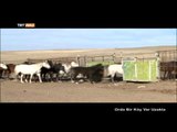Orda Bir Köy Var Uzakta (Kırgızistan'da Hayvancılığın Önemi) - TRT Avaz