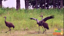 CRANE BIRD  Animals for children. Kids videos. Kindergarten   Preschool learning