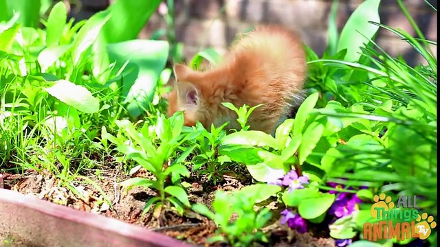 CRANE BIRD Animals for children. Kids videos. Kindergarten Preschool learning