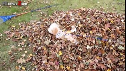 Funny Owls And Cute Owl Videos Compilation 2016