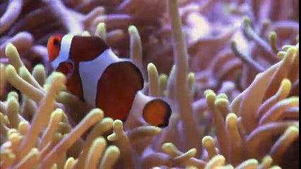 SEA LIONS  Animals for children. Kids videos. Kindergarten   Preschool learning