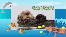 SEA OTTERS  Animals for children. Kids videos. Kindergarten   Preschool learning