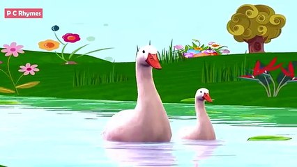 Five Little Ducks Song for Preschoolers|Songs for Kids with Animation|Cartoon Rhyme|Baby Song.