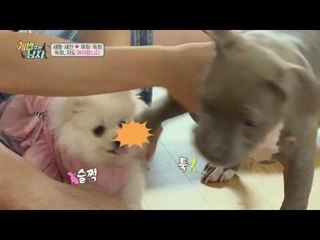 여자가 된 독희, 핑크핑크한 옥희 옷에 질투 폭발?! 벗겨버릴꼬얌~★