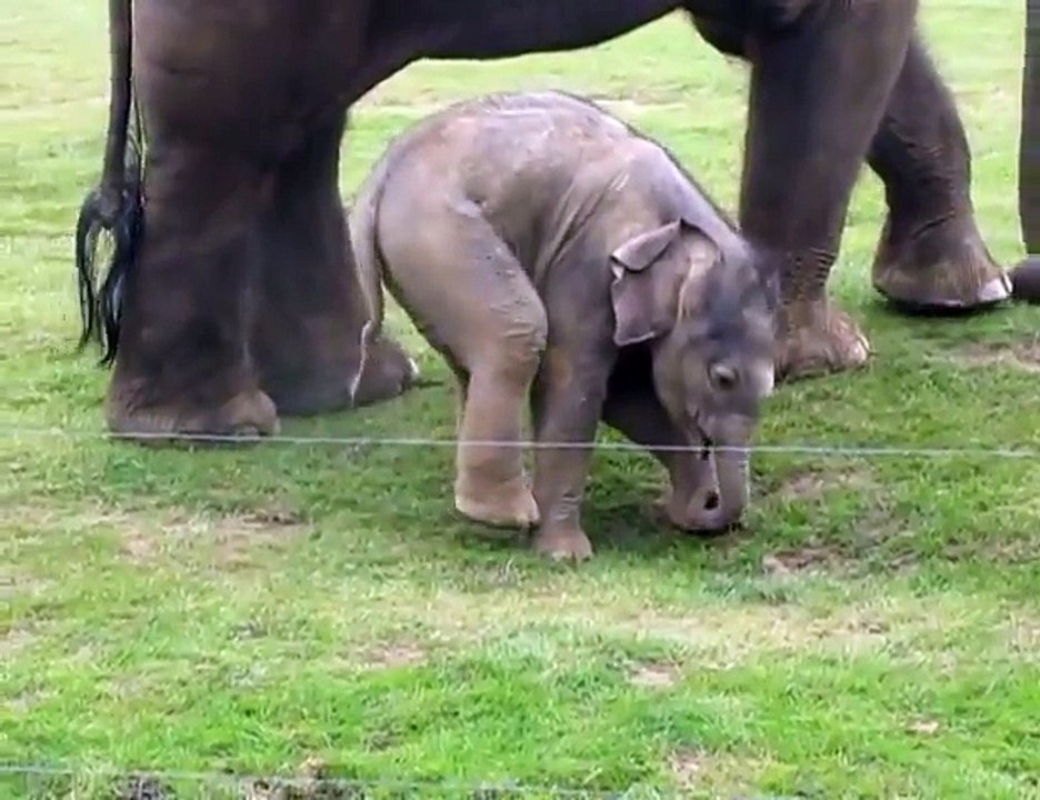 Baby Elephant Learning To Walk - Funny Videos at Videobash